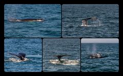 Whale Watching Collage