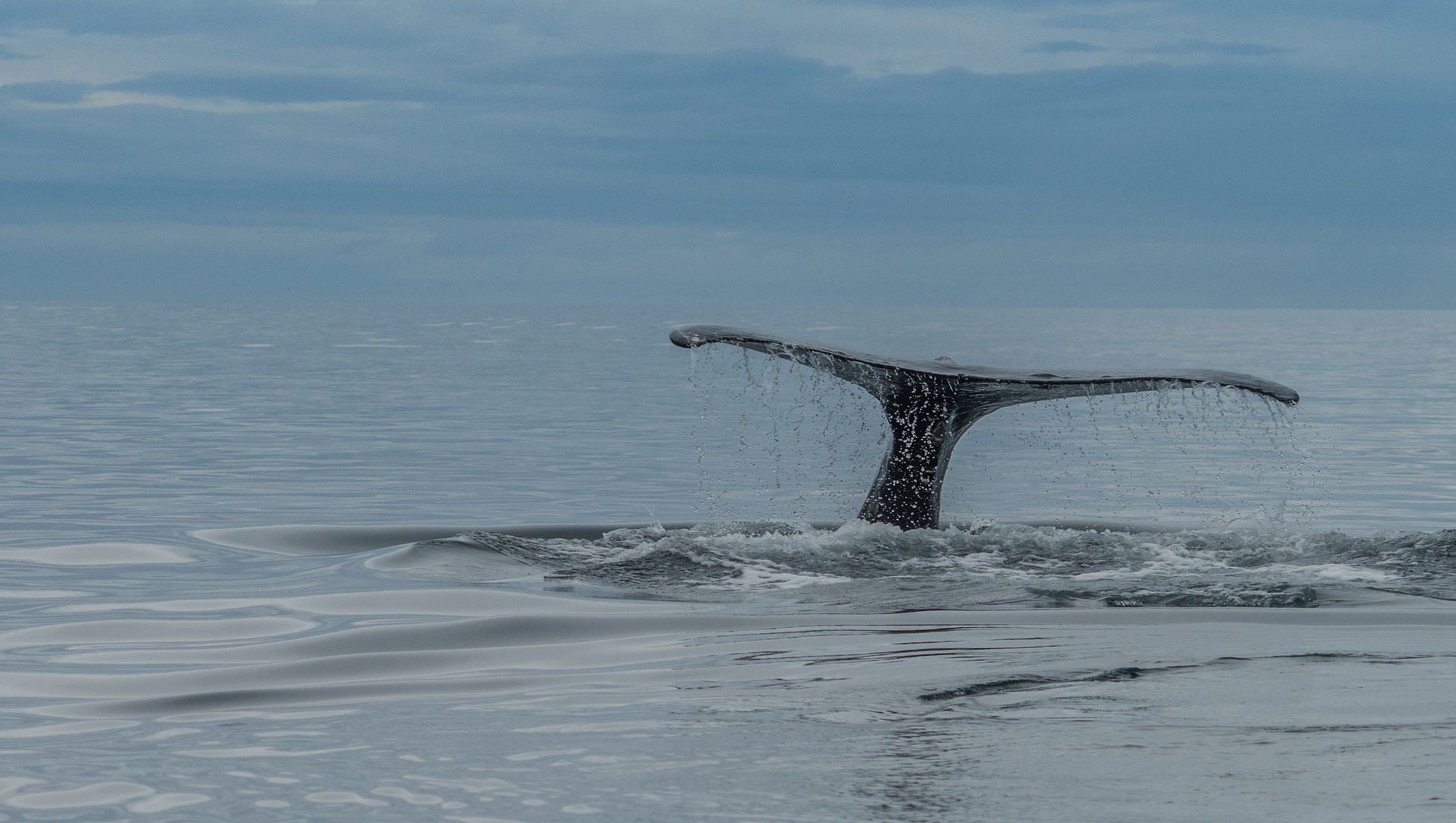 Whale watching