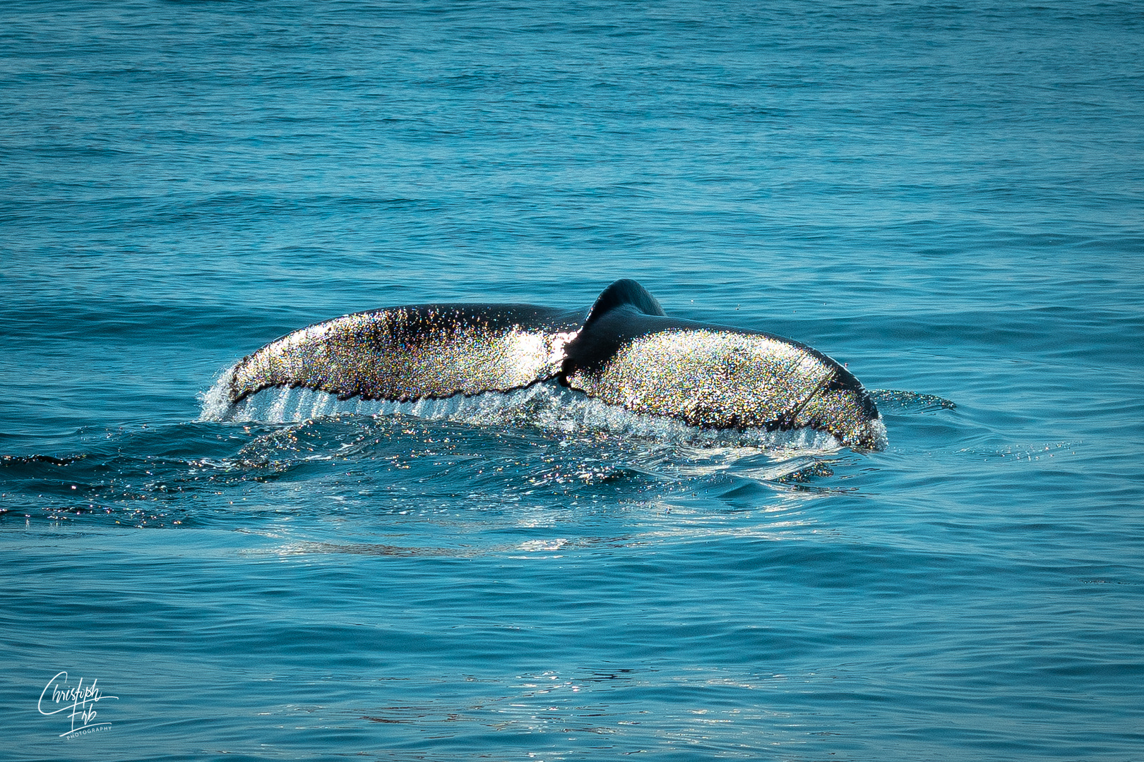 Whale watching