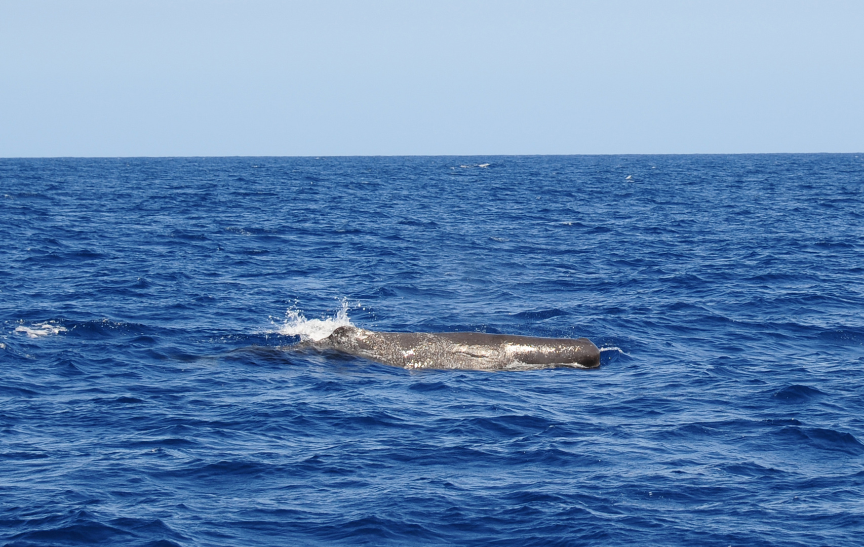 Whale-Watching, ...endlich, da ist Einer...! ( 02 )