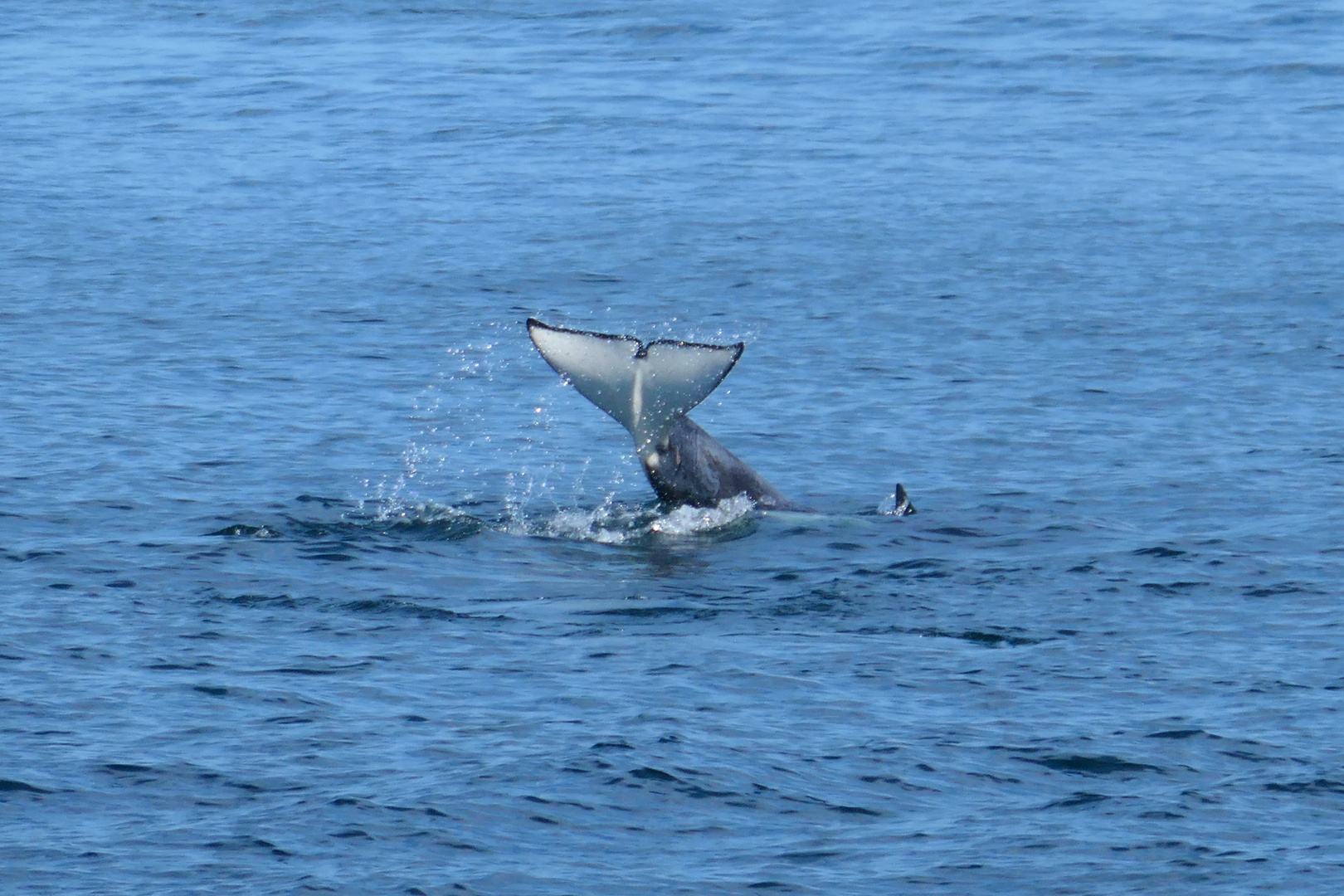 Whale Watching