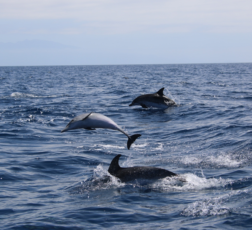 Whale watching Gomera 2015