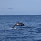 Whale watching Gomera 2015/2