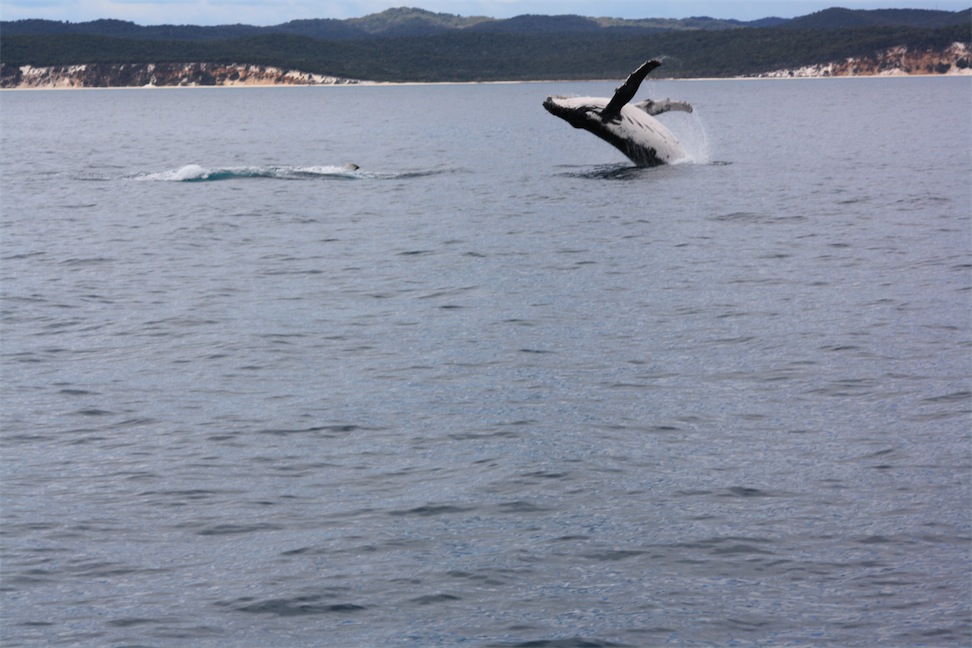 Whale Watching - Hervey Bay