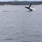 Whale Watching - Hervey Bay