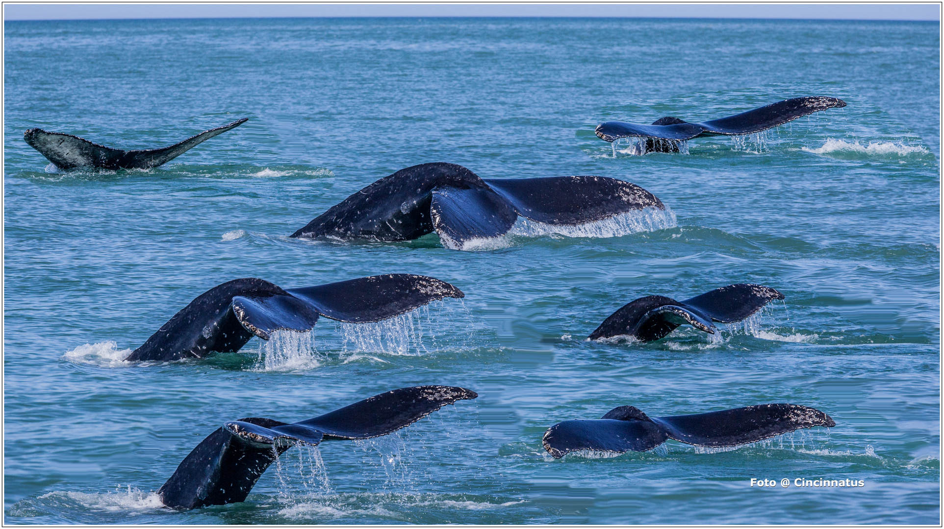 Whale Watching Husavik