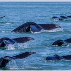 Whale Watching Husavik