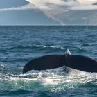 Whale Watching-Husavik 1