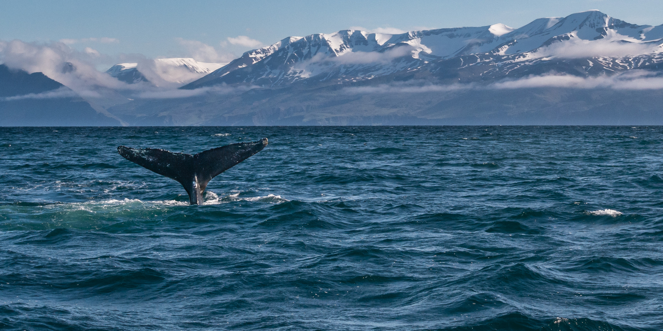 Whale Watching-Husavik 2