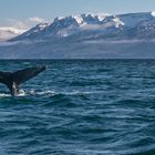 Whale Watching-Husavik 2