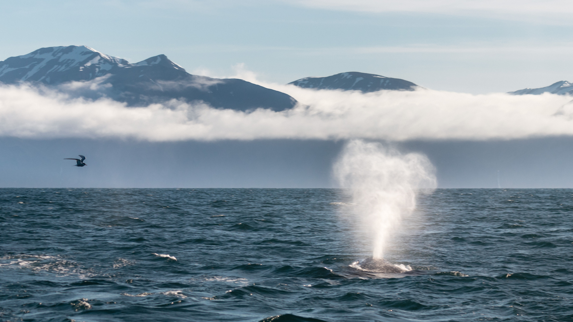 Whale Watching-Husavik 3