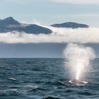 Whale Watching-Husavik 3