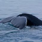 Whale watching Iceland