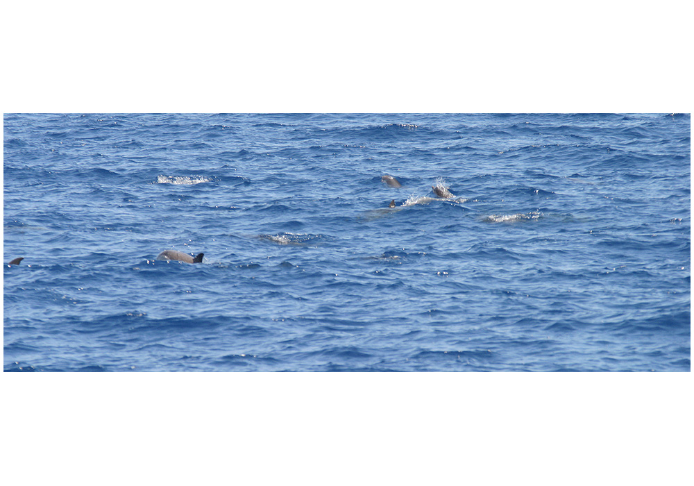 Whale Watching im Mittelmeer: Streifendelphine ...