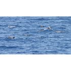 Whale Watching im Mittelmeer: Streifendelphine ...