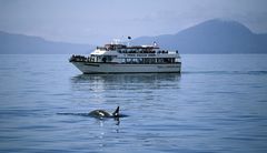 Whale Watching im Princ William Sound , Alaska