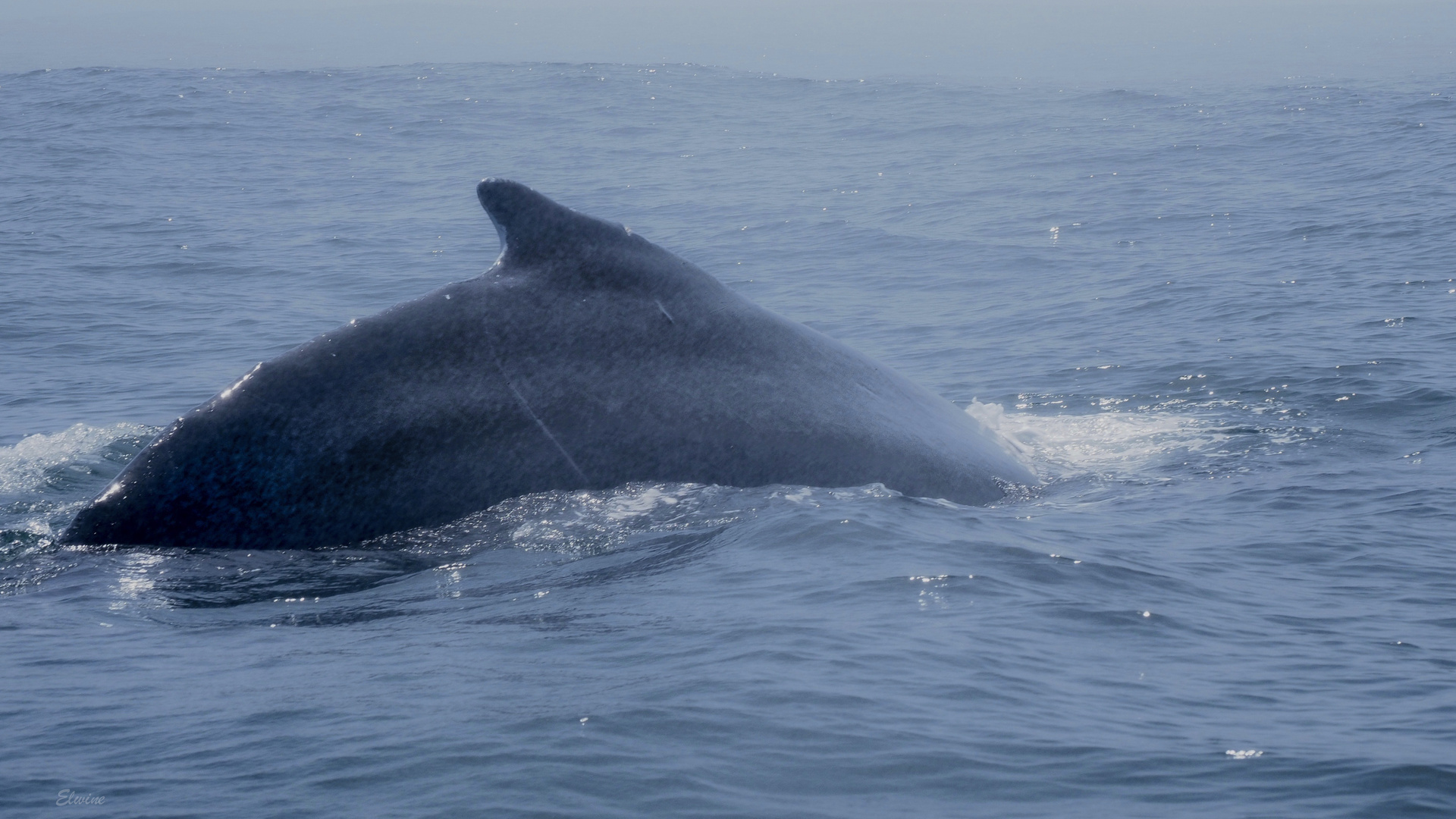 Whale-watching in Canada