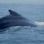 Whale-watching in Canada