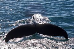 Whale Watching in der Bay of Fundy (1)