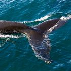 Whale Watching in der Bay of Fundy (2)