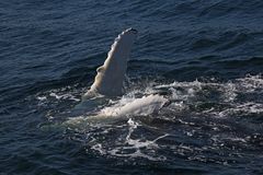 Whale Watching in der Bay of Fundy (3)