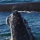 Whale Watching in der Bay of Fundy (4)