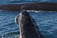 Whale Watching in der Bay of Fundy (4)