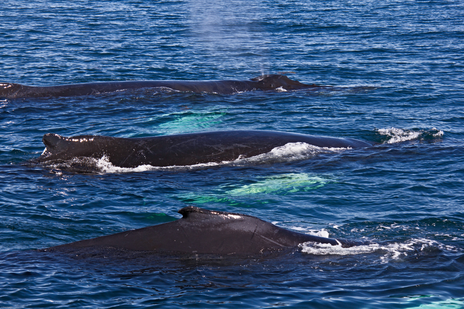 Whale Watching in der Bay of Fundy (5)