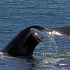 Whale Watching in der Bay of Fundy (7)