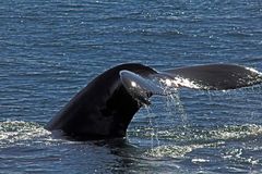 Whale Watching in der Bay of Fundy (7)