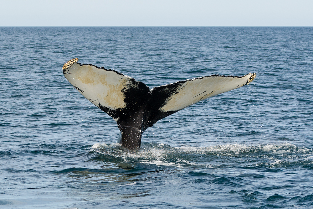 Whale Watching in der Bay of Fundy