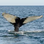 Whale Watching in der Bay of Fundy