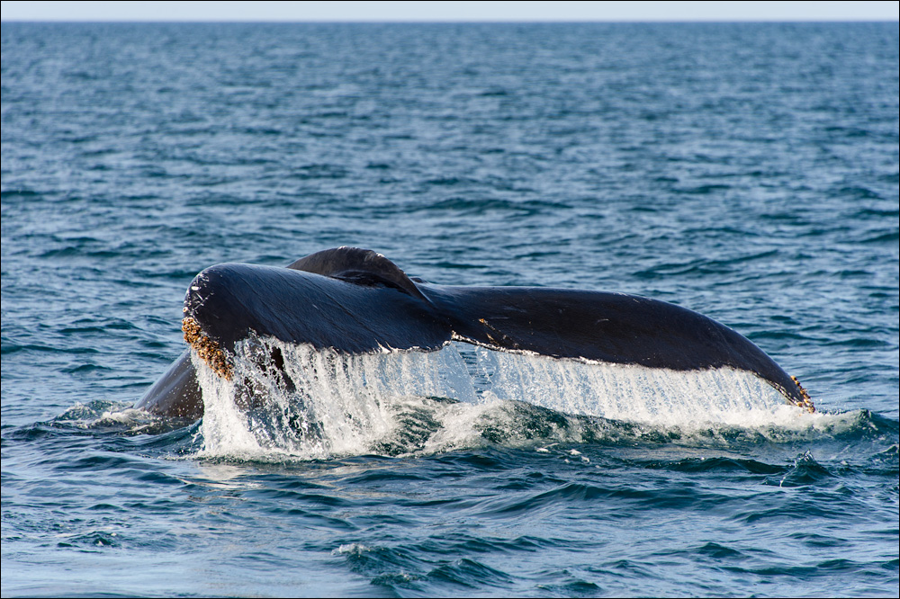 [ Whale Watching in der Bay of Fundy ]