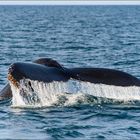 [ Whale Watching in der Bay of Fundy ]