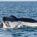 [ Whale Watching in der Bay of Fundy ]