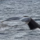 Whale Watching - In der Nähe der Insel Karlsøy - Nordnorwegen