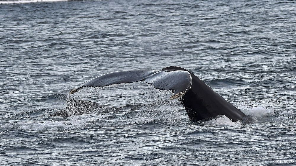 Whale Watching - In der Nähe der Insel Karlsøy - Nordnorwegen
