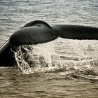 Whale-Watching in Húsavík