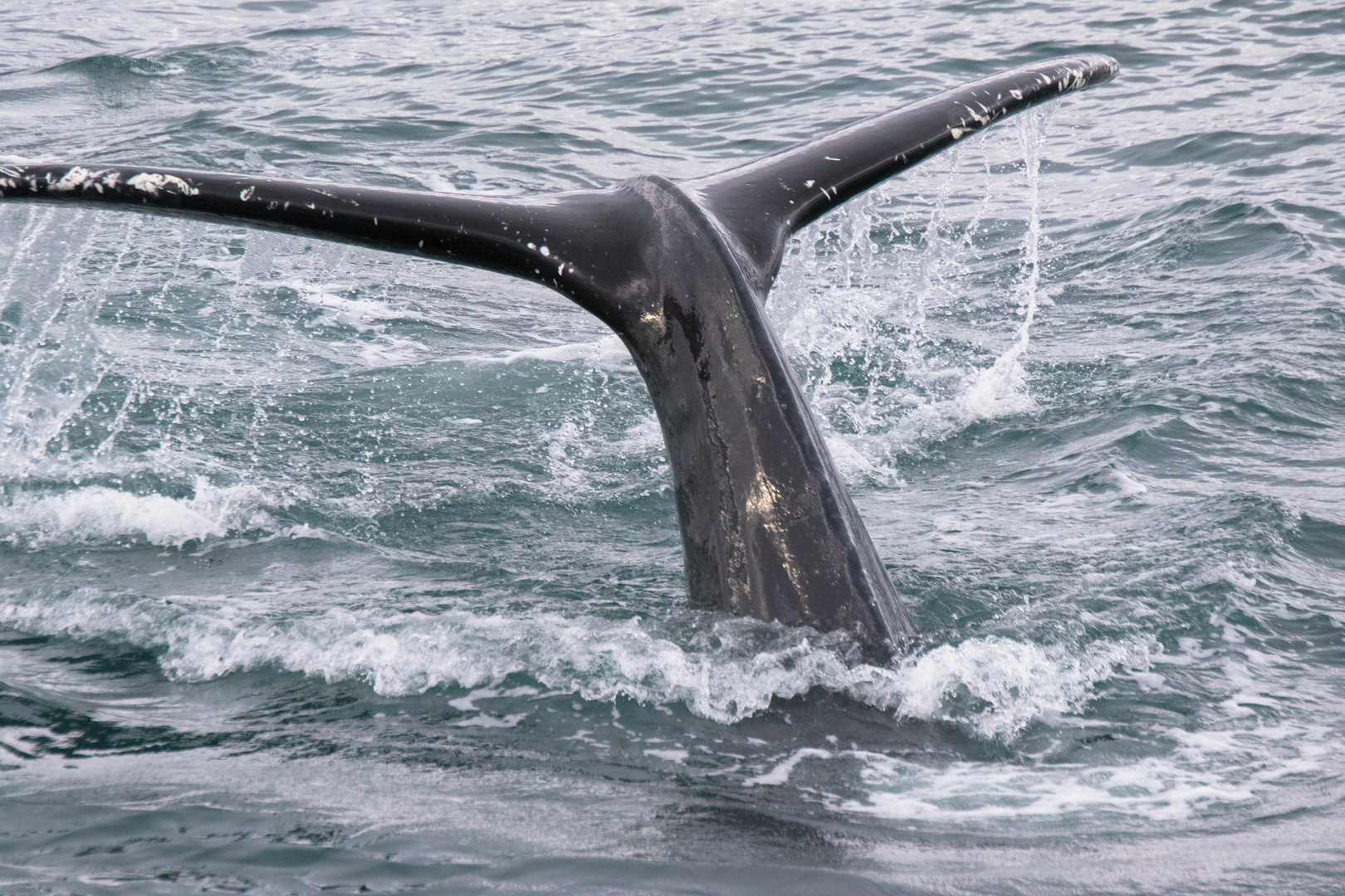 Whale watching in Húsavík