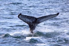 Whale watching in Husavik