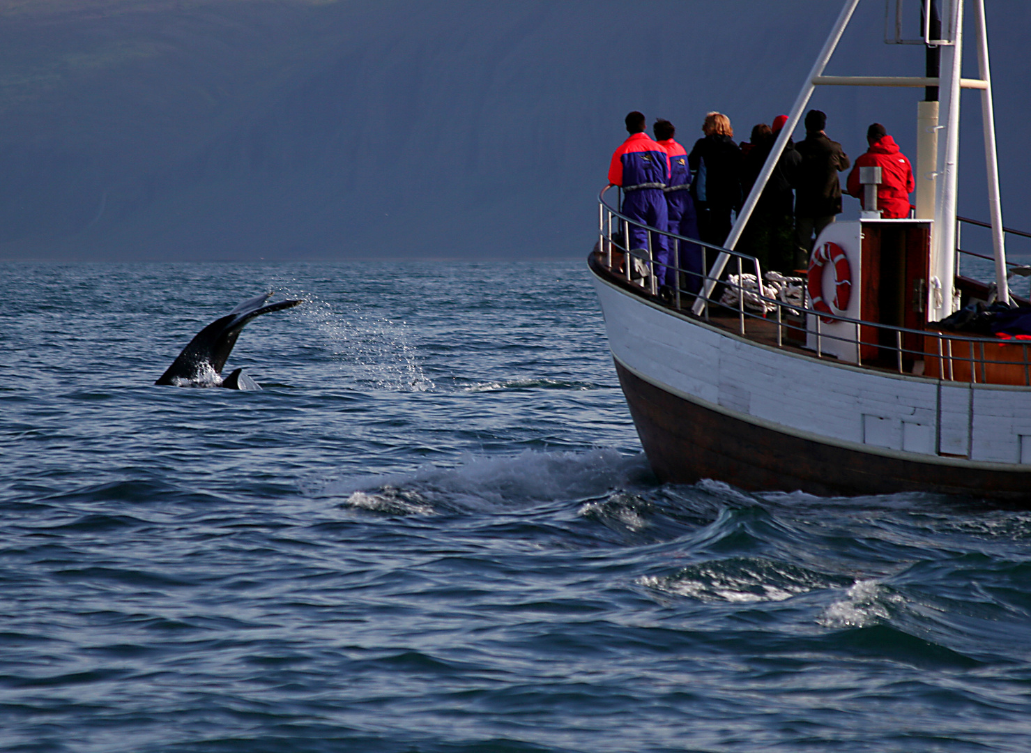 Whale Watching in Island