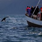 Whale Watching in Island