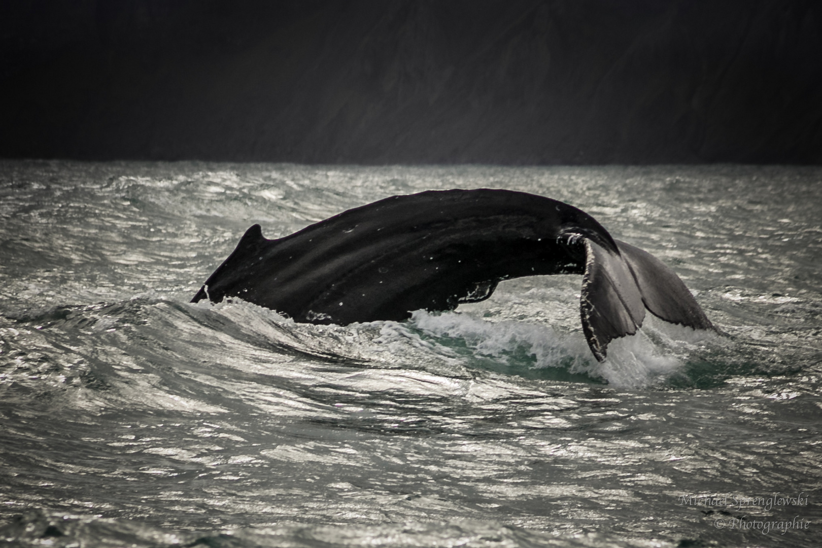 Whale watching in Island, Husavik