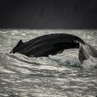 Whale watching in Island, Husavik