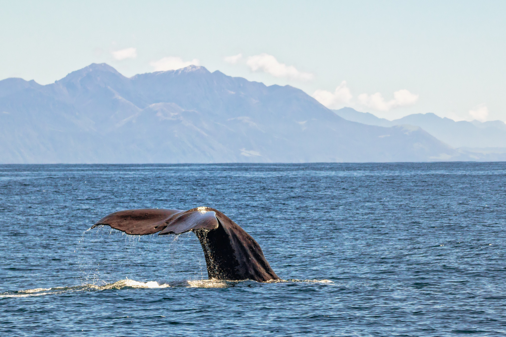 Whale Watching in Kaikoura