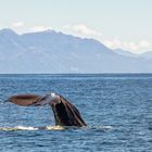 Whale Watching in Kaikoura