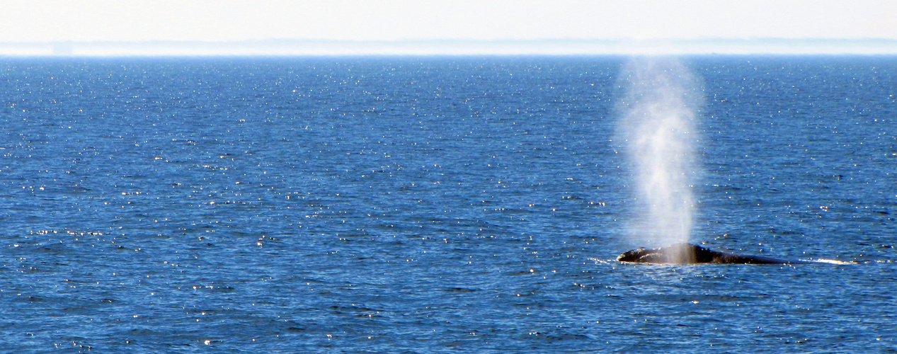 Whale Watching in Kennebunkport