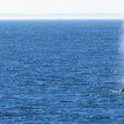 Whale Watching in Kennebunkport