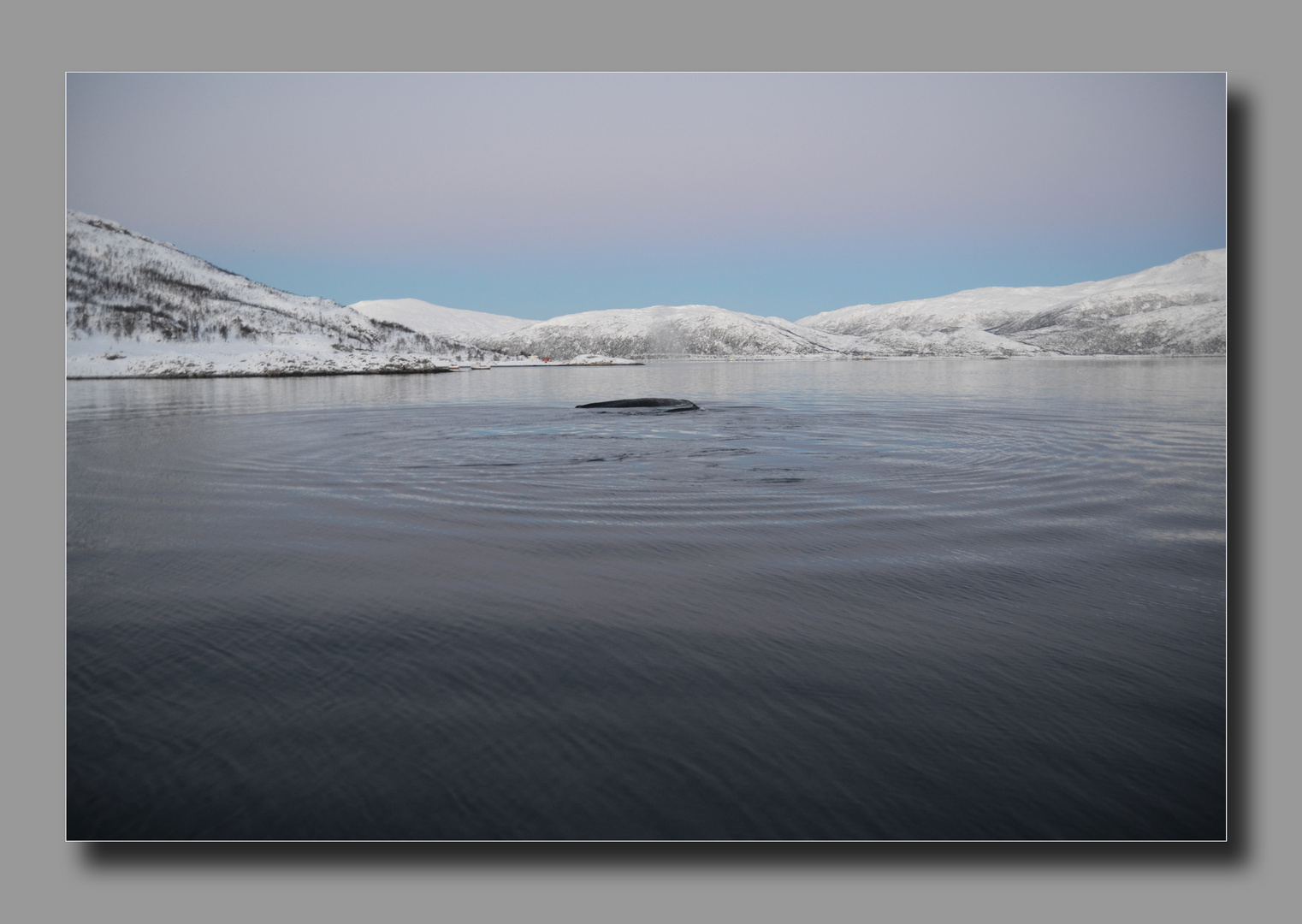 whale watching in Troms