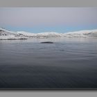 whale watching in Troms